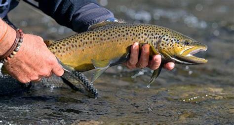 The Universal Guide To All The Trout Species In The United States ⋆
