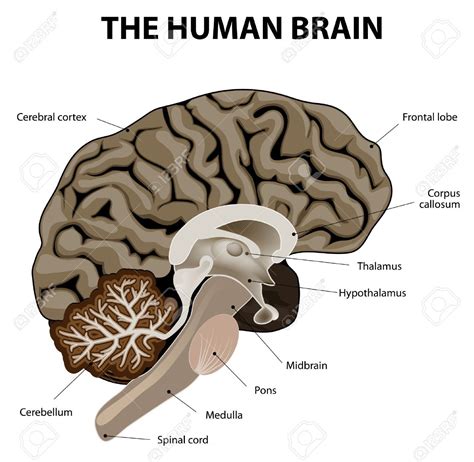 Vertical Section Of A Human Brain Showing The Medulla Pons Cerebellum Hypothalamus Thalamus