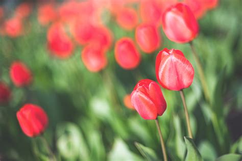 Fotos Gratis Planta Floreciendo Pétalo Tulipán Rojo Tallo De La