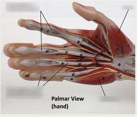 Palmar View Hand Diagram Quizlet
