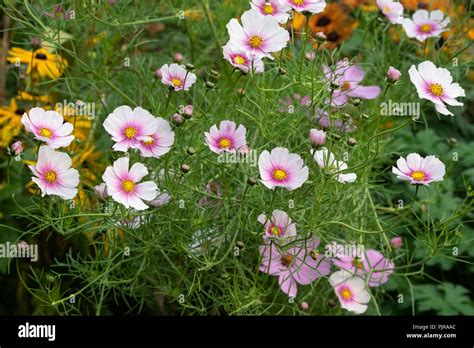 Cosmos Bipinnatus ‘daydream Flower Stock Photo Alamy
