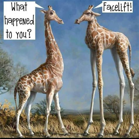 Pin By Penny Van Der Walt On Quotes And Sayings Funny Giraffe