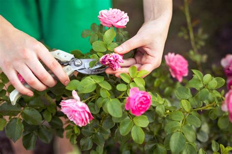 How To Prune Roses In Summer
