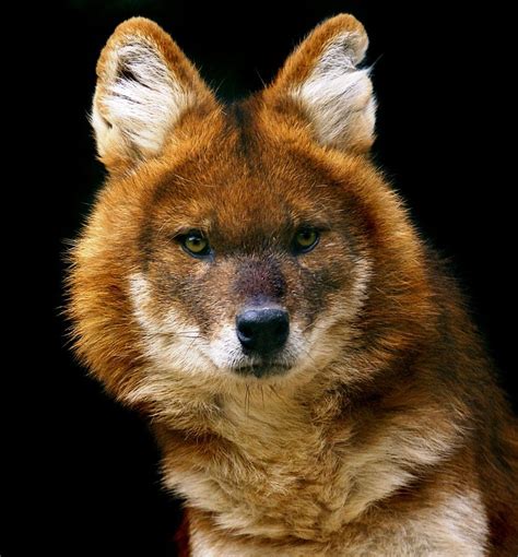 Maned Red Wolf Interesting Looking Wolf Almost Reminds Me Of A Fox