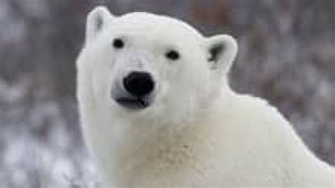 Polar Bears Had Irish Grizzly Ancestor Cbc News
