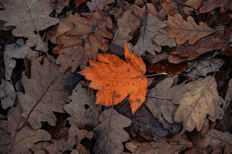 Brown Maple Leaf On Brown Dried Leaves Hd Wallpaper Peakpx