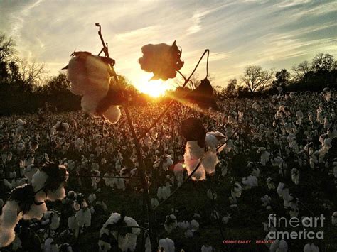 Cotton Picking Time Photograph By Debbie Bailey Fine Art America
