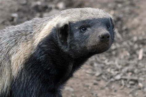 Honey Badger Symbolism Dreams And Messages Spirit Animal Totems