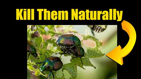 Kill Japanese Beetles And Bugs In Gardens Naturally Organic Gardening