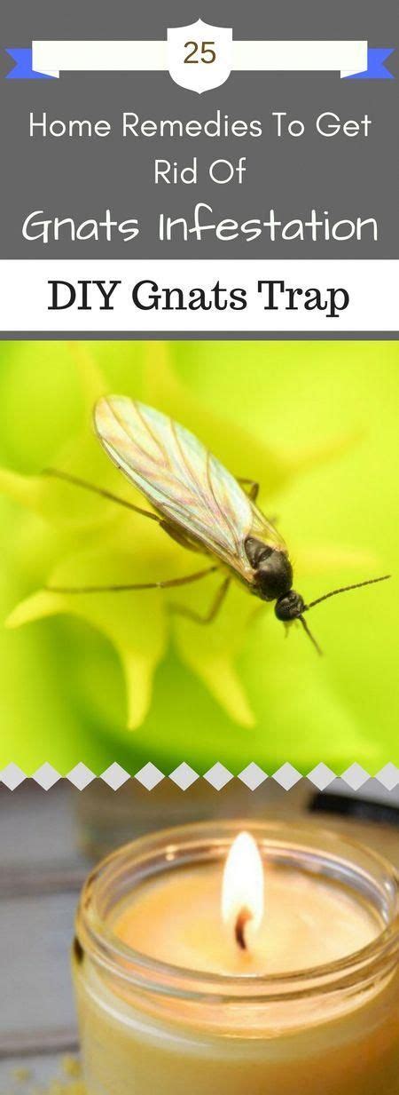 25 Natural And Diy Home Remedies To Get Rid Of Gnats Infestation