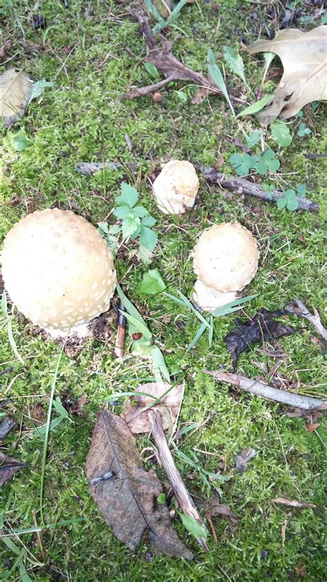 Sw Michigan Mushrooms Mushroom Hunting And Identification Shroomery