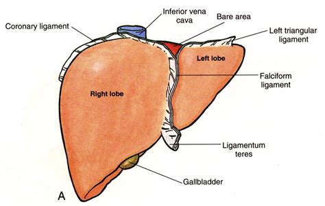 1000 human liver diagram free vectors on ai, svg, eps or cdr. 4: Liver 1 - Medicine Year 1 with A at Imperial College School of Medicine - StudyBlue