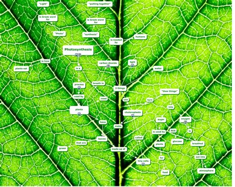 Chloroplasts contain a green pigment that traps sunlight and converts it into sugars by a process called photosynthesis. Photosynthesis