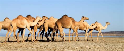 Camel active is an accessories company that is located in the country of kuala lumpur. camel herd | Camel, Lake