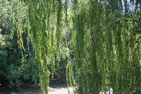 Weeping Willow Tree Close Up Free Stock Photo Public Domain Pictures