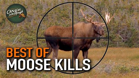 20 Moose Hunts In 20 Minutes Ultimate Moose Hunting Compilation