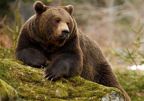 Medve lopta el egy vadász puskáit Szibériában | Bumm.sk