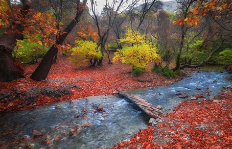 Autumn Forest Stream Hd Wallpaper Background Image 2000x1285 Id