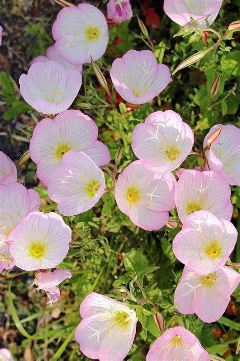 Maybe you would like to learn more about one of these? How to Grow Evening Primrose, A Triple-Duty Plant ...