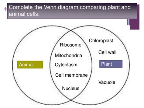 Venn diagram for plant cell and animal cell. Grade 12 lesson 1 intro slideshare