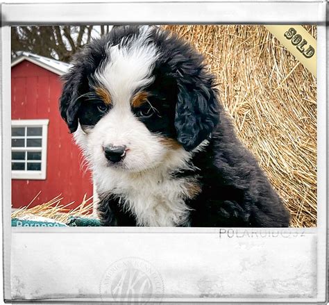 Puppies For Sale Purebred Berners From The Mountains Sweetwater