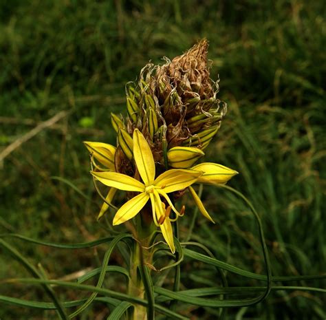 Autumn Asphodel Did 🍓asphodelus Fistulosus Image Of An Specimen