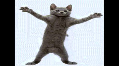 Dancing Cat   Images Download Gambaran