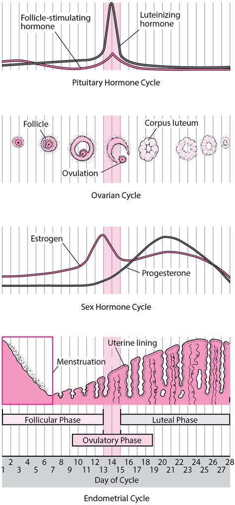 Table Changes During The Menstrual Cycle Msd Manual Consumer Version