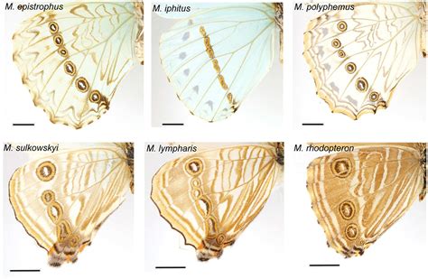 Frontiers What Drives The Diversification Of Eyespots In Morpho
