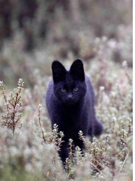 Rare Black Serval Serval Cats Wild Cats Melanistic Animals
