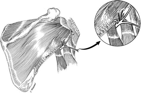 Teres Minor Muscle And Related Anatomy Journal Of Shoulder And Elbow