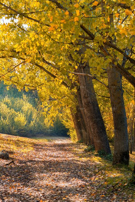 Path In The Autumn Forest High Quality Nature Stock