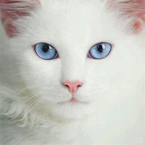 Ive Always Wanted A White Kitty With Gorgeous Blue Eyes