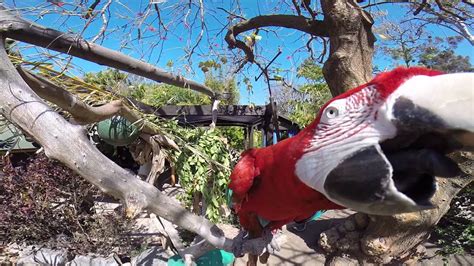 San Diego Zoo Parrot Youtube