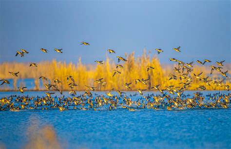 Millions Of Migratory Birds Gather In E China Wetlands Cgtn