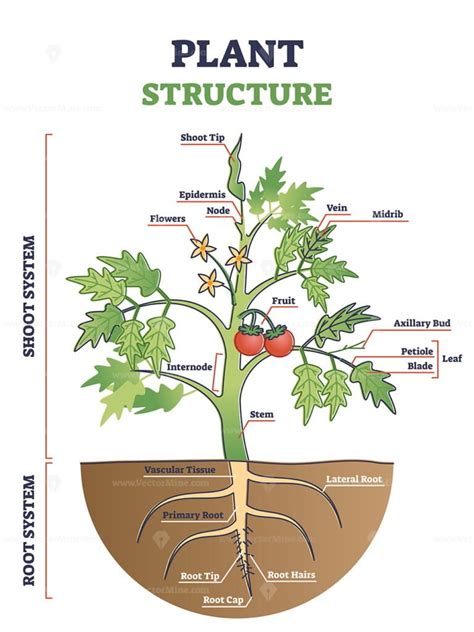 Plant Structure With Root Stem And Leaf Anatomical Sections Outline