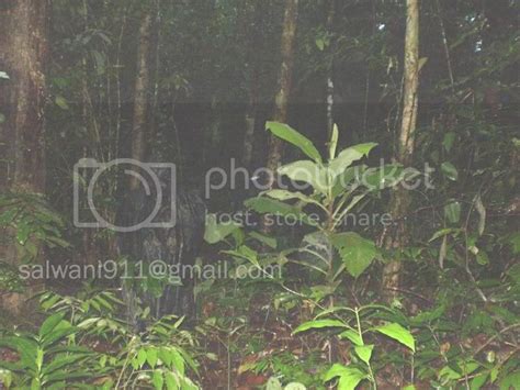 Gambar Hantucentral Gambar Entiti Kat Hutan Simpan Sarawak Di Rebanas Rebanas