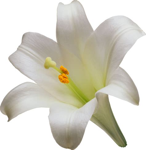 White Lily Png Hd Transparent Background Image Lifepng Images