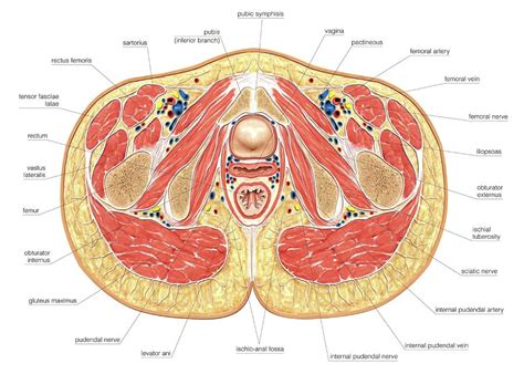 To further differentiate this anatomical region by function, the pelvis is often divided into two parts. Muscles Of Pelvis Floor Cross Section Photograph by ...