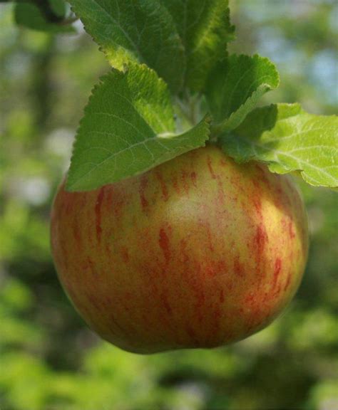 Buy Falstaff Apple Tree Online Crj Fruit Trees Nursery Uk
