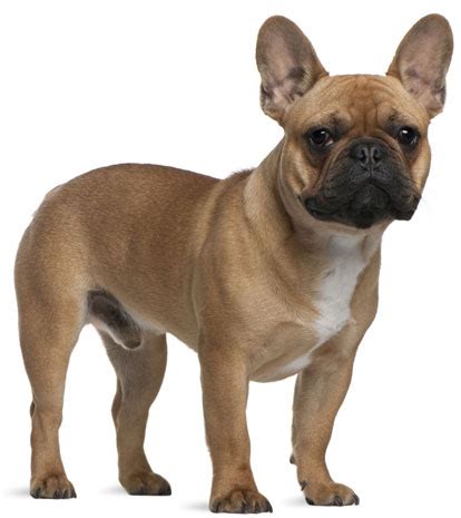 Both dog breeds have their roots in the english bulldog and local breeds, although the french bulldog's ancestry is a bit more clouded than the boston's. French Bulldog