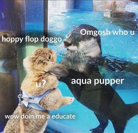 Water Doggo Meets Pupper Cute Animal Memes Funny Animal Pictures