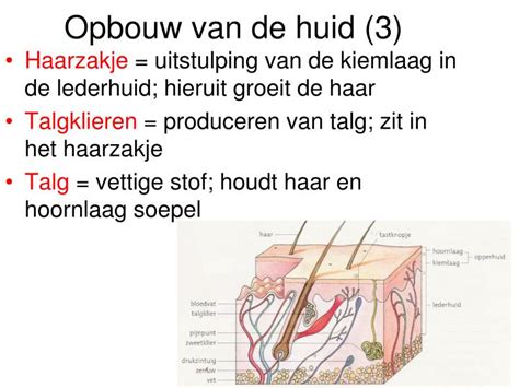 PPT De Huid PowerPoint Presentation ID