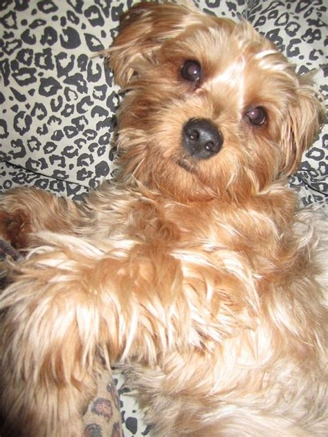 Isabella The 2 Year Old Yorkie Posing For The Picture Come See Love