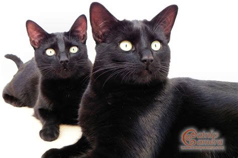 Black Cats Catnip Camera