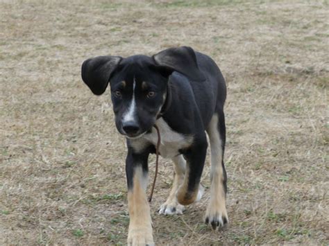 Coyote Chiot Croisé Border Collie Beauceron Né En Mai 2018