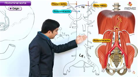 Unit three — abdominal organs, pelvis & lower limb. Abdominal aorta - Gross anatomy ( Orign , Course ...