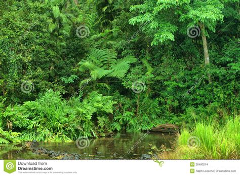 Jungle Creek Stock Photo Image Of Jungle Landscape 28490214
