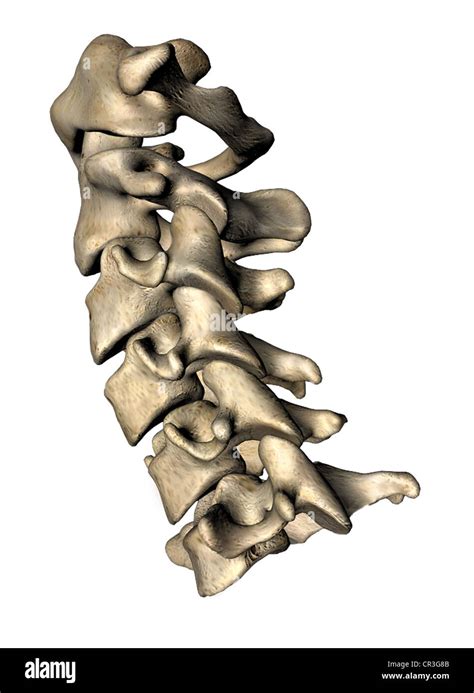 Cervical Spine Lateral View Stock Photo Alamy
