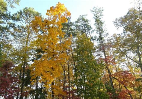 Types Of Hickory Trees Care Of Hickory Trees In The Landscape